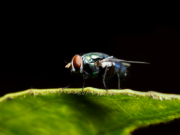 Why do flies rub their legs together ?