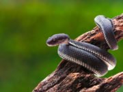 Disappearing snakes and the biodiversity crisis