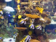 Warming, acidic oceans may nearly eliminate coral reef habitats by 2100