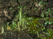 Scientists solve structure enabling cyanobacteria to thrive in low light