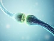 Men’s testosterone levels largely determined by where they grow up