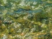 Unexpected discovery: Blue-green algae produce oil