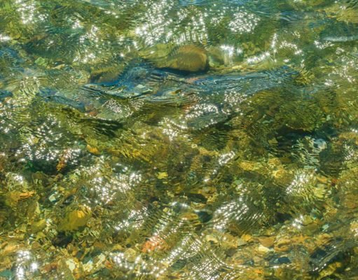 Unexpected discovery: Blue-green algae produce oil