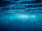 Ocean acidification impacts oysters’ memory of environmental stress