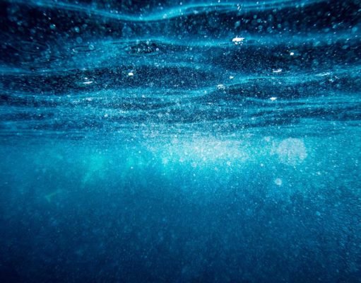 Ocean acidification impacts oysters’ memory of environmental stress