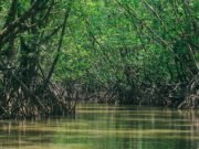 Research shows mangrove conservation can pay for itself in flood protection