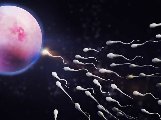 sperm