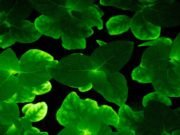 Sustainable light achieved in living plants