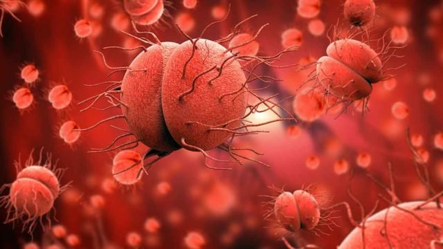 Bacteria-neisseria-gonorrhoeae