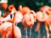 Flamingos form firm friendships