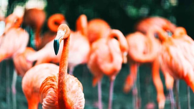 Flamingos