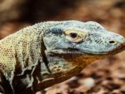 Lizards develop new ‘love language’: Animal chemical signals shift after only four generations