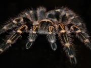 Spider venom key to pain relief without side-effects