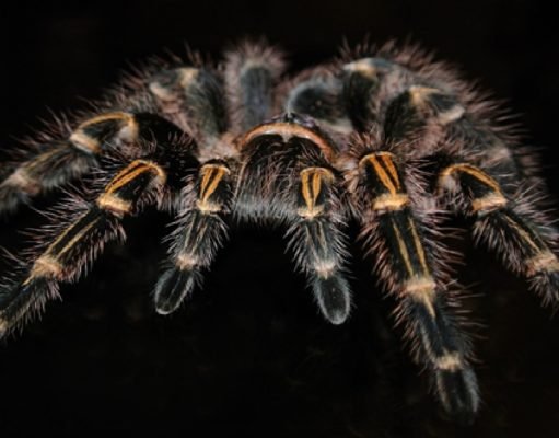 Spider venom key to pain relief without side-effects