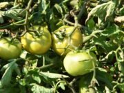 Great time to try: starting a vegetable garden