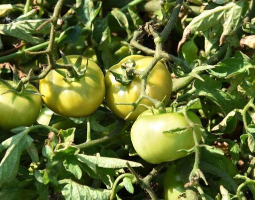 Great time to try: starting a vegetable garden