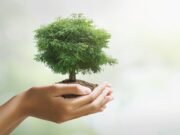 Global environmental changes leading to shorter, younger trees