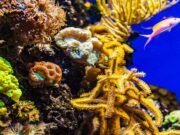 Mysterious glowing coral reefs are fighting to recover