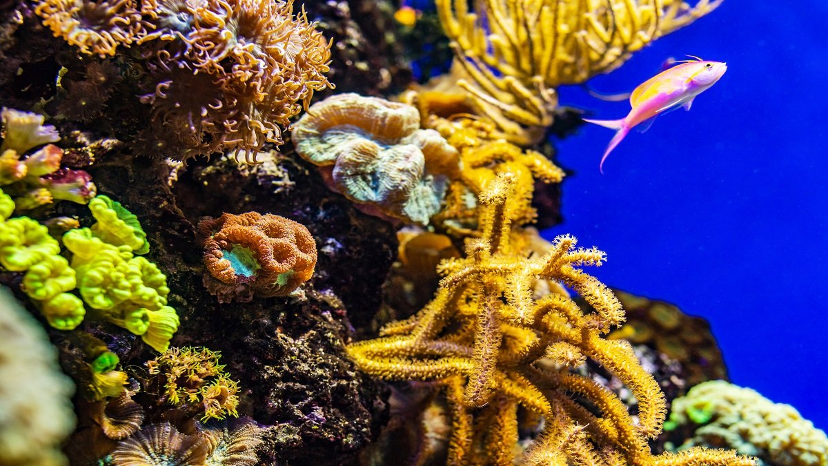 Mysterious glowing coral reefs are fighting to recover