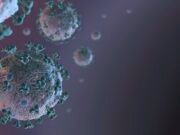 Evolution of pandemic coronavirus outlines the path from animals to humans