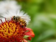 Natural fires help native bees, improve food security