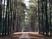 Towards a new generation of vegetation models