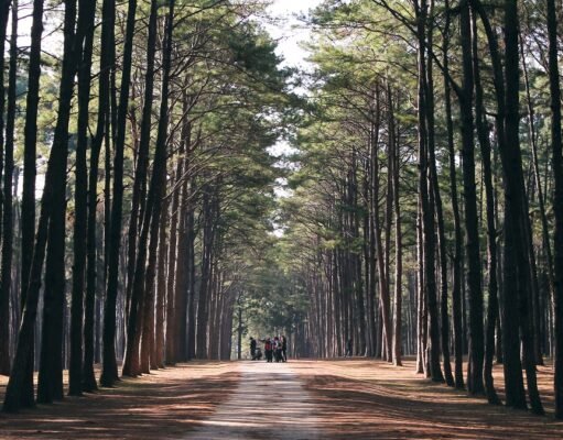 Towards a new generation of vegetation models