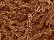 Microbial cyborgs: Bacteria supplying power