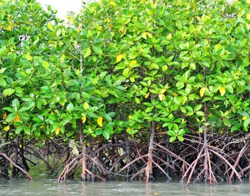 Mangrove trees will not survive sea-level rise by 2050 if emissions are not cut