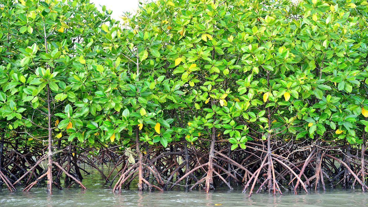Mangrove trees will not survive sea-level rise by 2050 if emissions are not cut