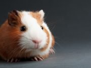 Origins of the beloved guinea pig