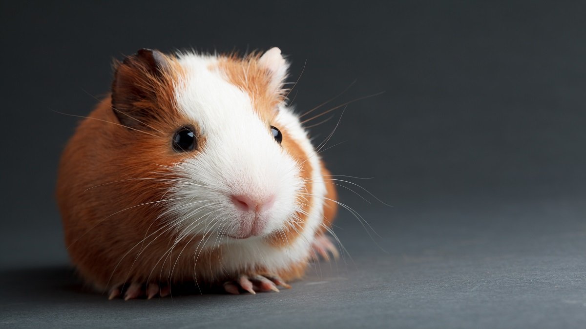 Origins of the beloved guinea pig