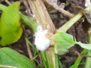 Fungal pathogen disables plant defence mechanism