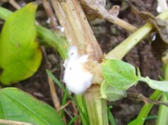 Fungal pathogen disables plant defence mechanism