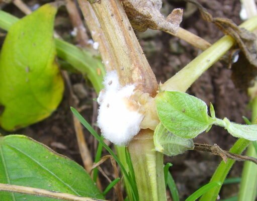 Fungal pathogen disables plant defence mechanism