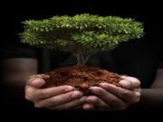 Planting new forests is part of but not the whole solution to climate change