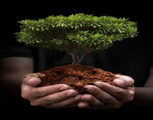 Planting new forests is part of but not the whole solution to climate change