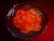 Human embryo-like model created from human stem cells