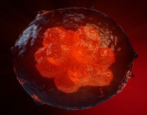 Human embryo-like model created from human stem cells