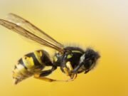 Honeybee lives shortened after exposure to two widely used pesticides