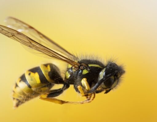 Honeybee lives shortened after exposure to two widely used pesticides