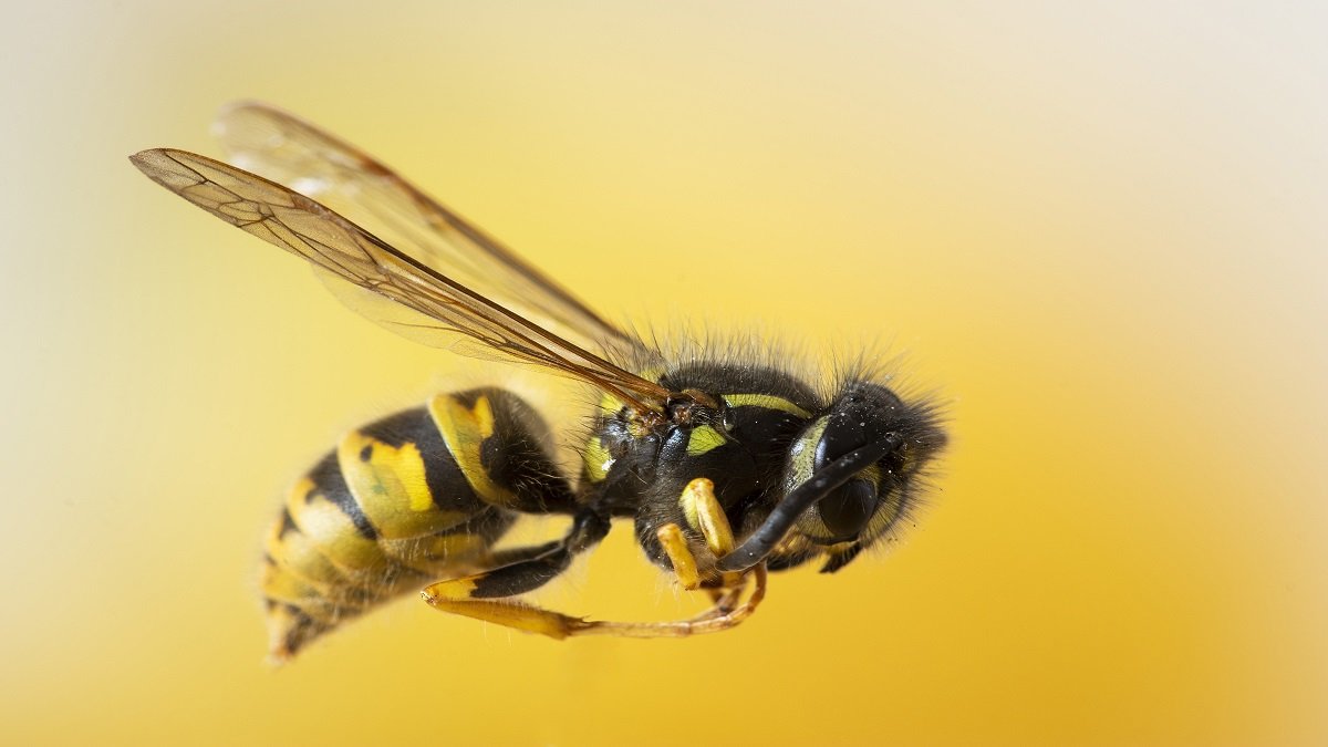 Honeybee lives shortened after exposure to two widely used pesticides