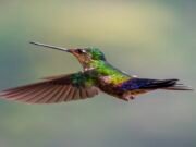 Spectacular bird’s-eye view? Hummingbirds see diverse colours humans can only imagine