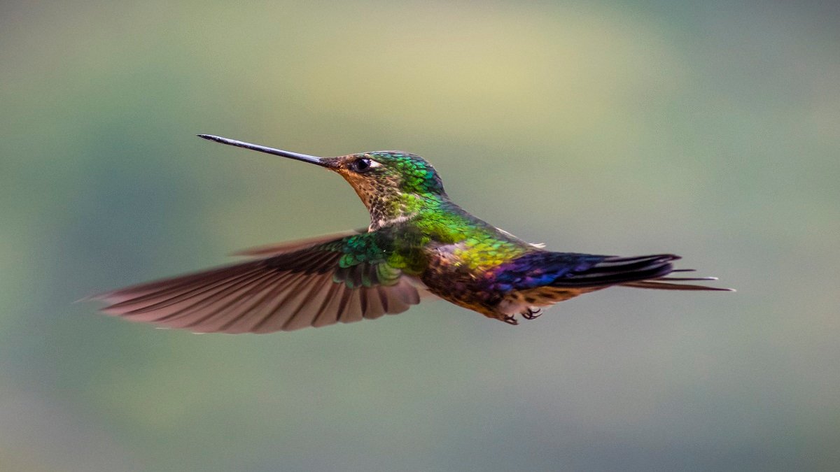 Spectacular bird’s-eye view? Hummingbirds see diverse colours humans can only imagine