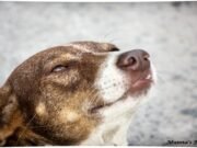 Animals and birds – 2 Min Easy Read on Pets