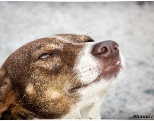 Animals and birds – 2 Min Easy Read on Pets