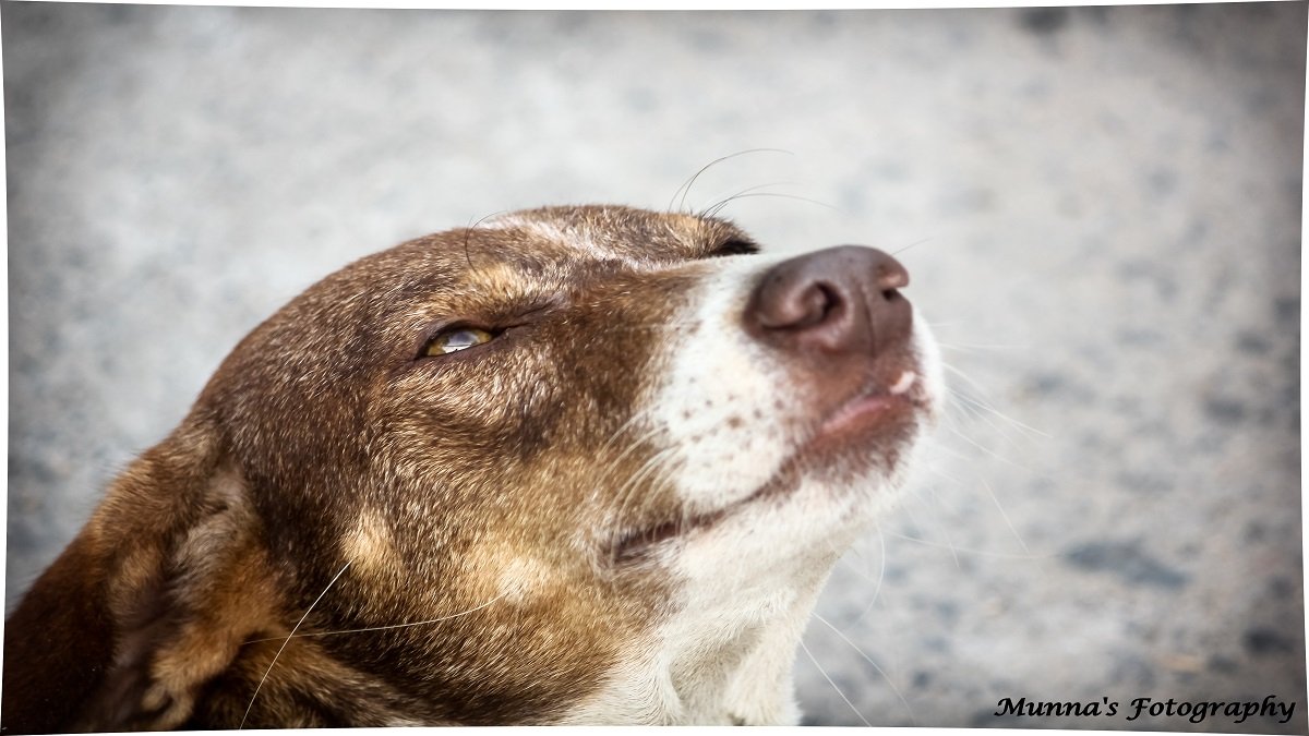 Animals and birds – 2 Min Easy Read on Pets