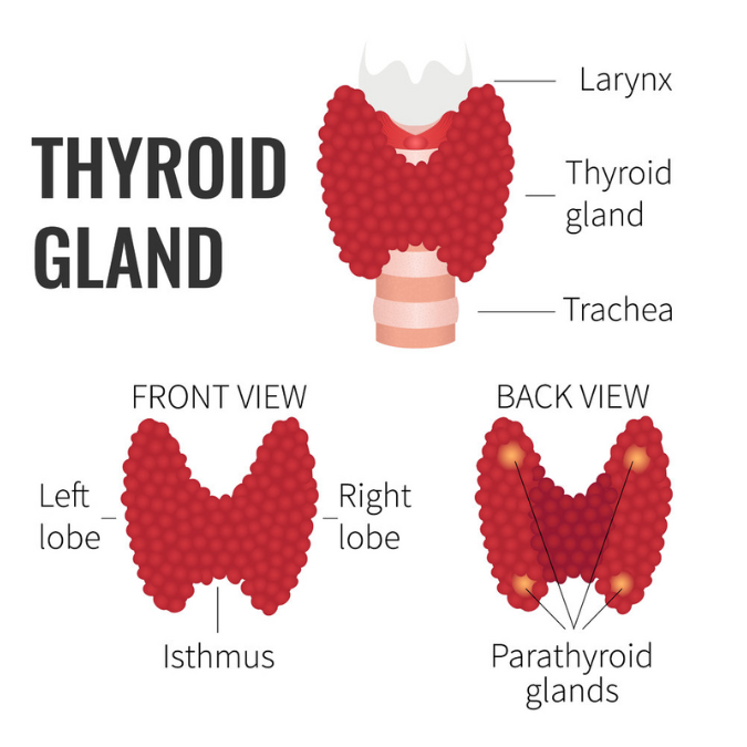 Thyroid Gland Front and back view