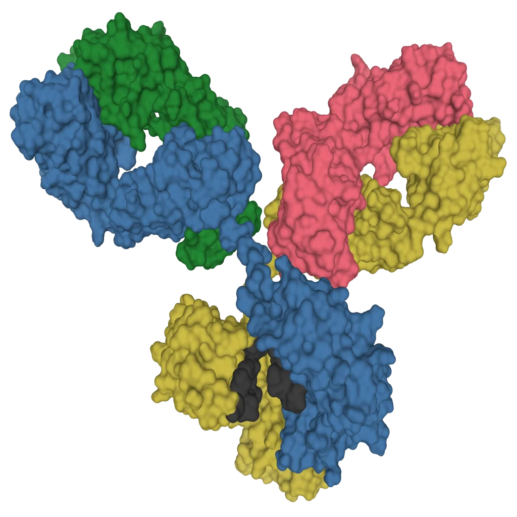 Antibody structure at molecular level