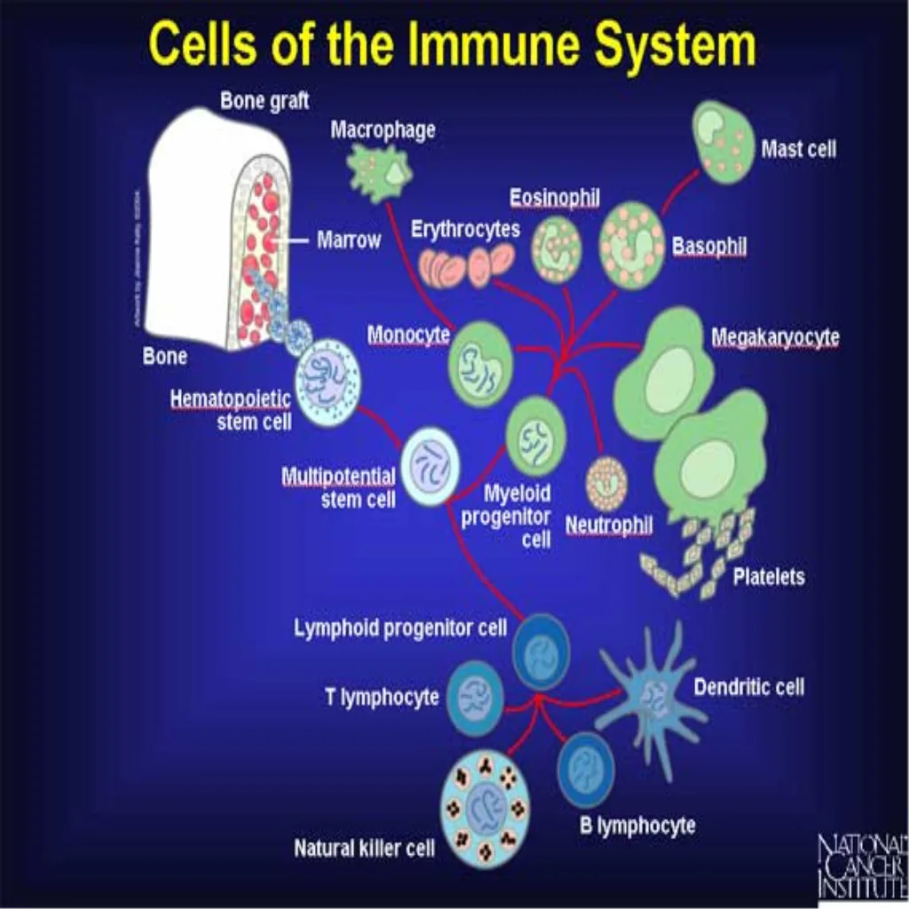 Cells of the immune system